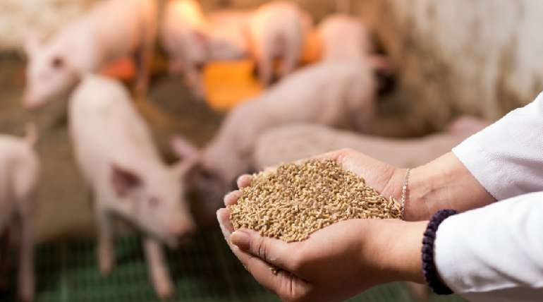 Nutrición porcina: ¿por qué es clave un alimento peletizado?