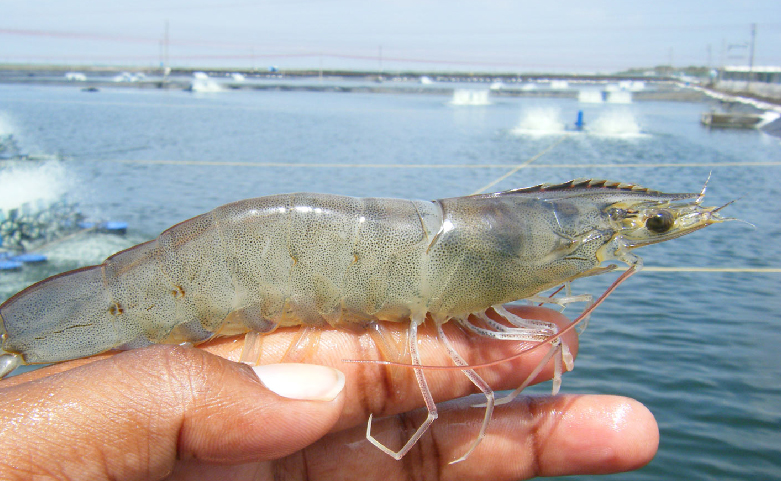 Qué la cría de camarones en agua dulce?