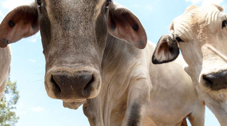 Proteínas, carbohidratos y grasas en la nutrición animal - Molinos Champion Proteínas, carbohidratos y grasas en la nutrición animal - Molinos Champion