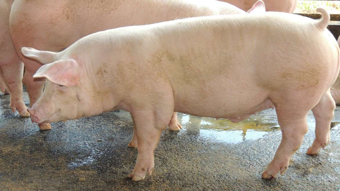 Vacunación a cerdos: ¿cuándo y para qué? - Molinos Champion Vacunación a cerdos: ¿cuándo y para qué? - Molinos Champion