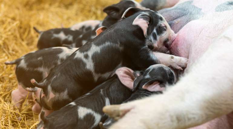 Claves para la fecundación y parto en la porcicultura