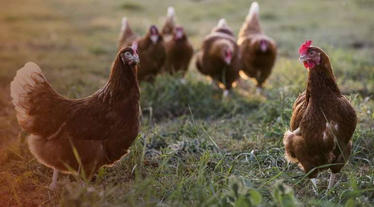 ¿Cómo funciona una granja de gallinas ponedoras?