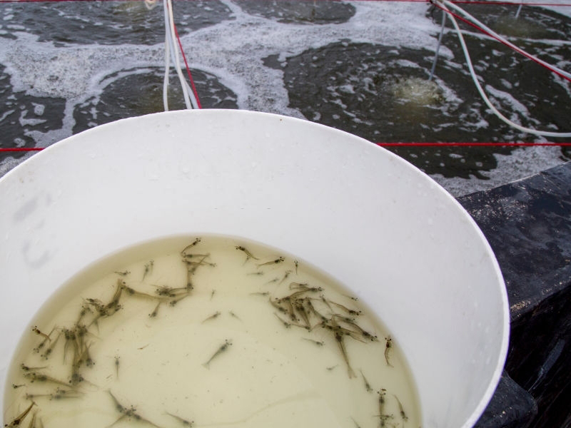 shrimp juveniles without water exchange