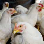pollos de engorde en Ecuador