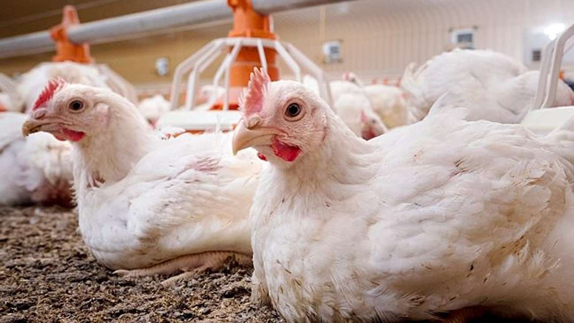 Cómo potenciar el rendimiento del pollo de engorde? - Molinos Champion Cómo potenciar el rendimiento del pollo de engorde? - Molinos Champion