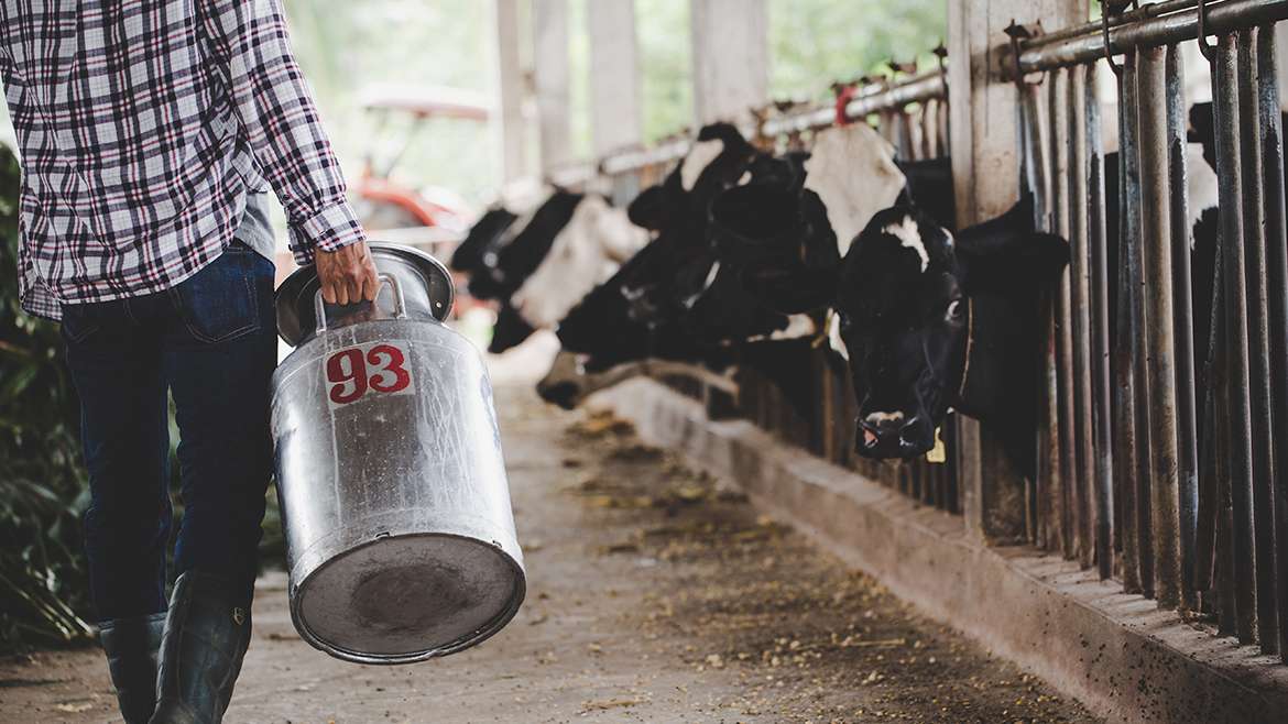Ventajas del manejo de alimentación en el ganado lechero