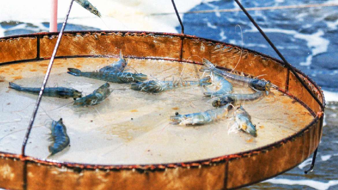 Influencia nutricional en la tasa de supervivencia del camarón