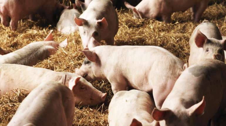 ¿La temperatura afecta en el crecimiento del cerdo ?